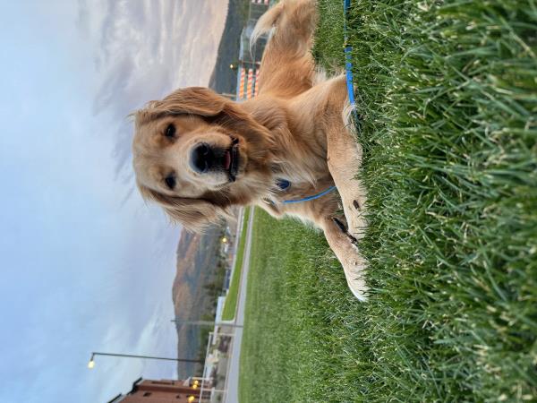 /Images/uploads/Big White Dog Photography/love-unleashed/entries/34218.jpg